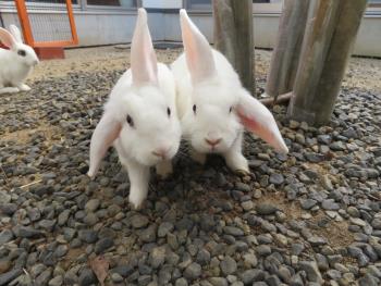 うさぎ1 うさぎ1