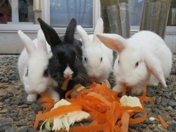 うさぎ4 うさぎ4