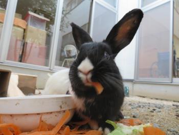 食事 食事