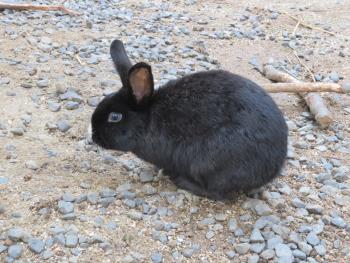 クロちゃん クロちゃん