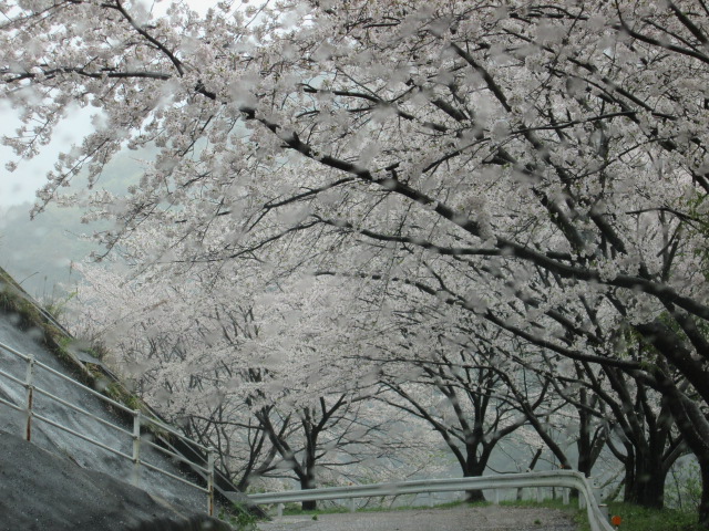 桜 桜